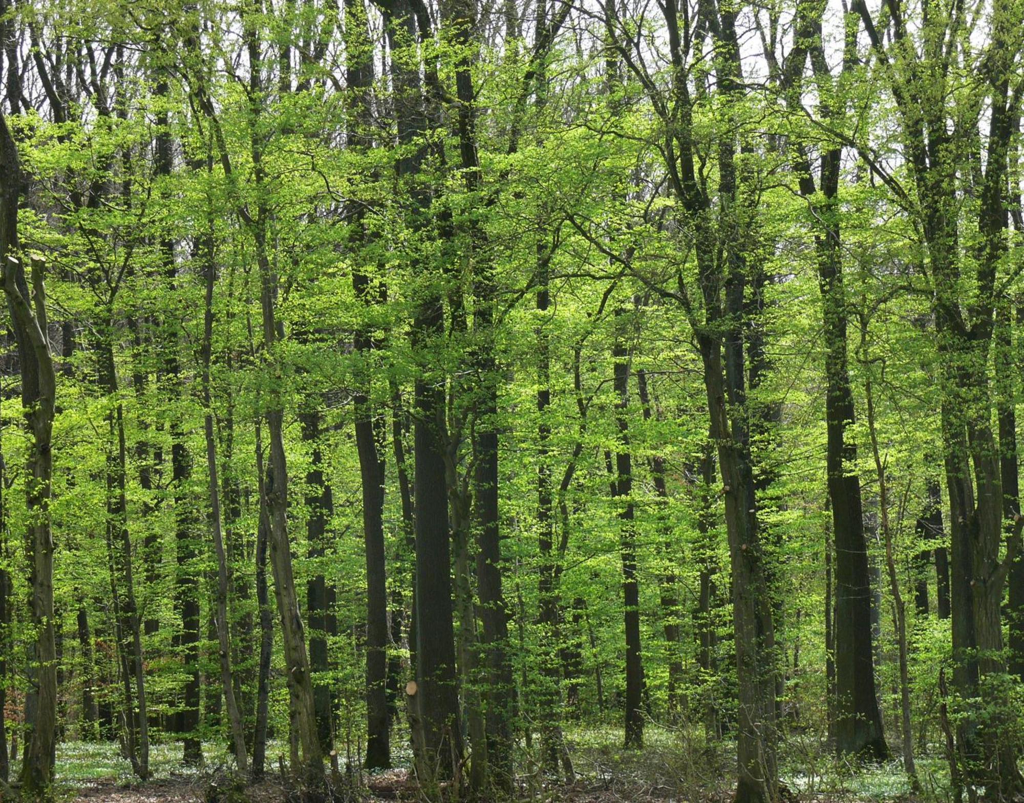 Ferienwohnungen Fischer Strullendorf Экстерьер фото
